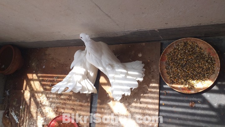লক্ষা কবুতর